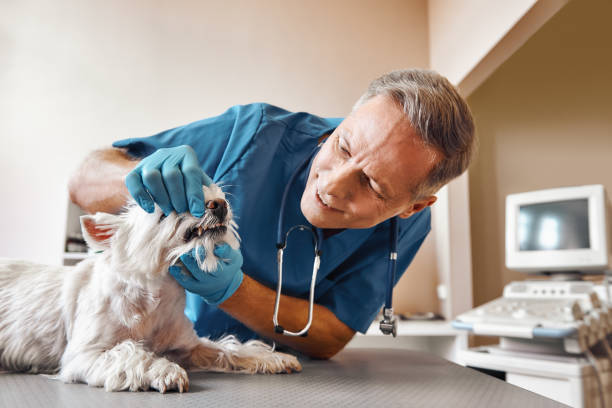 Best Urgent Tooth Repair  in Middlesborough, KY